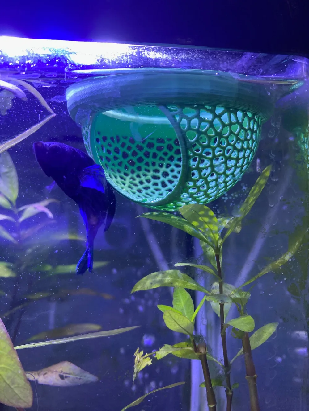 3D Printed Aquarium Fish Breeding & Isolation Basket
